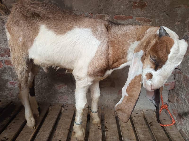 Desi Bakra 2