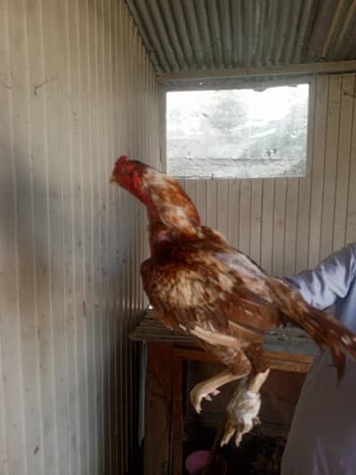 hens is very good