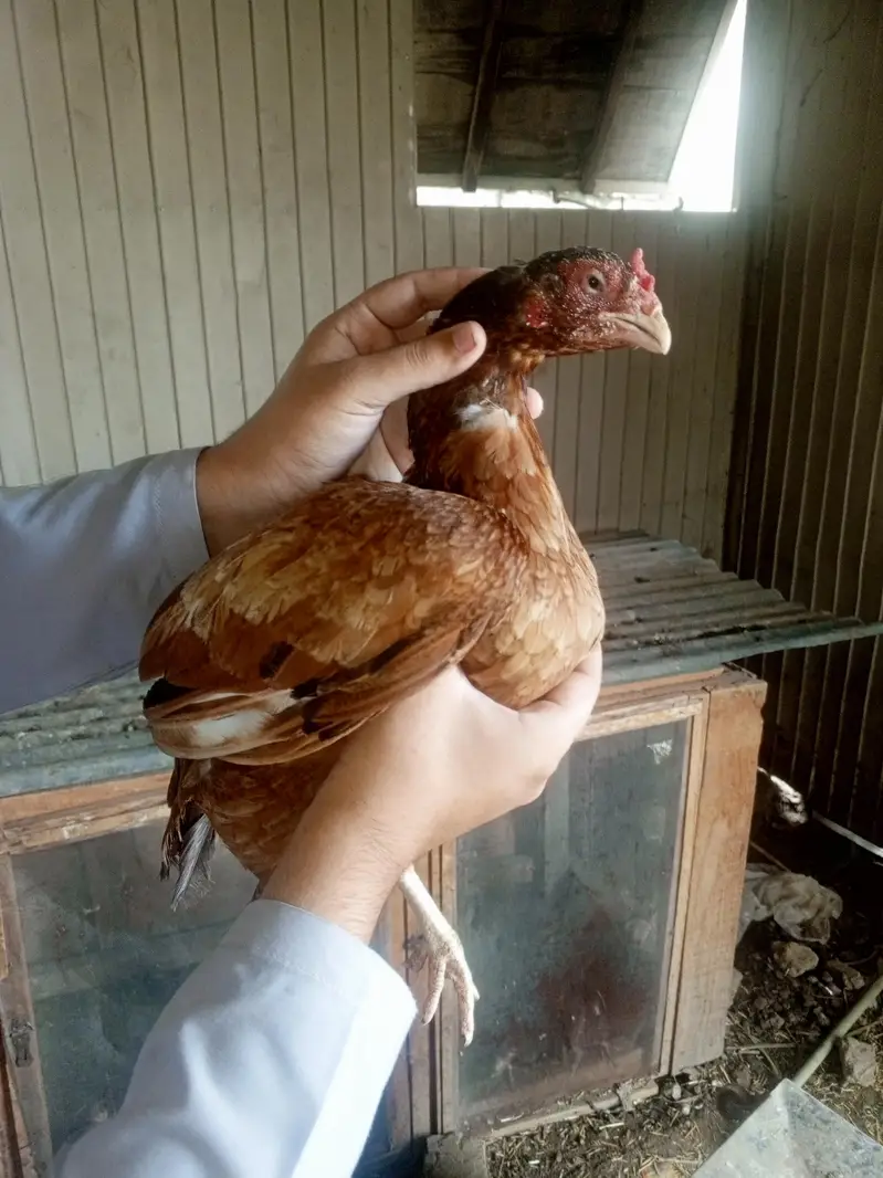 hens is very good — photo 2