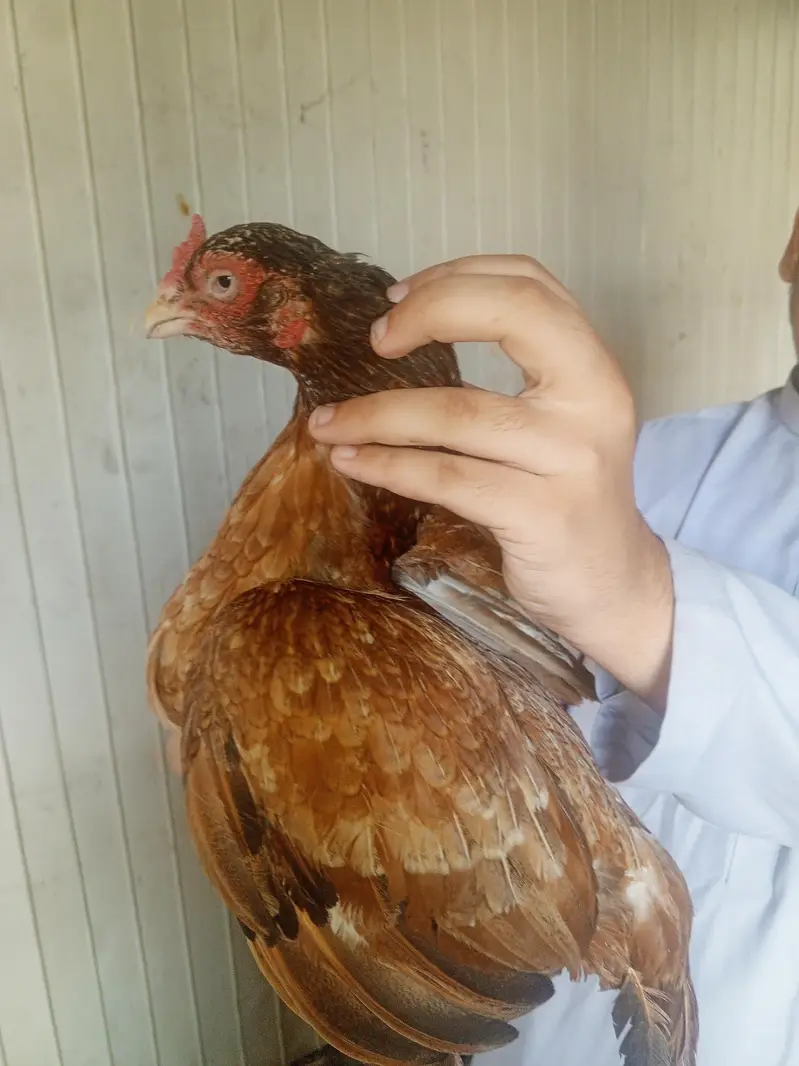 hens is very good — photo 4