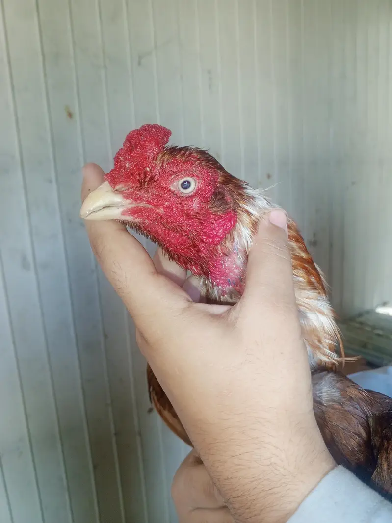 hens is very good — photo 5