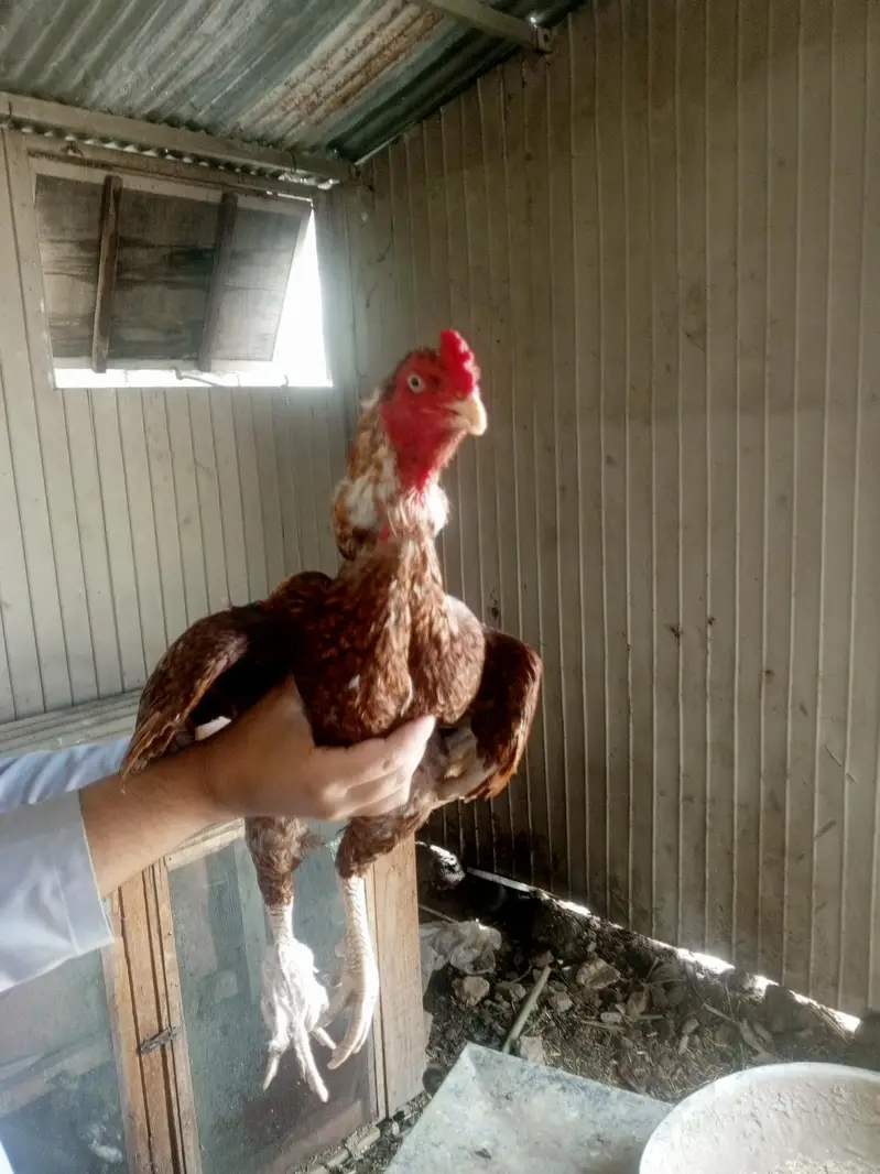 hens is very good — photo 6