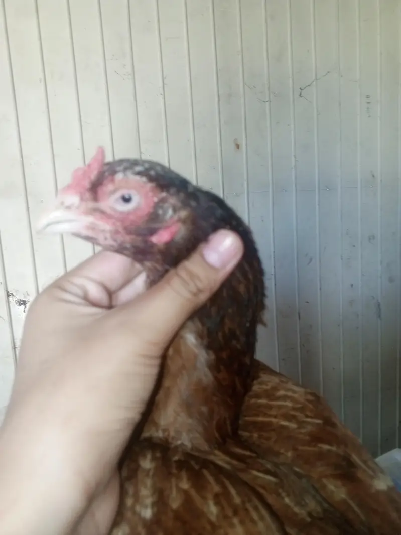 hens is very good — photo 7