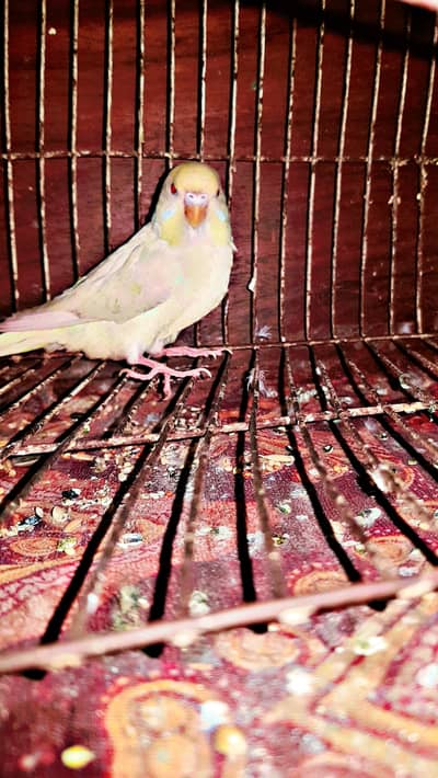 budgerigar Male parrot