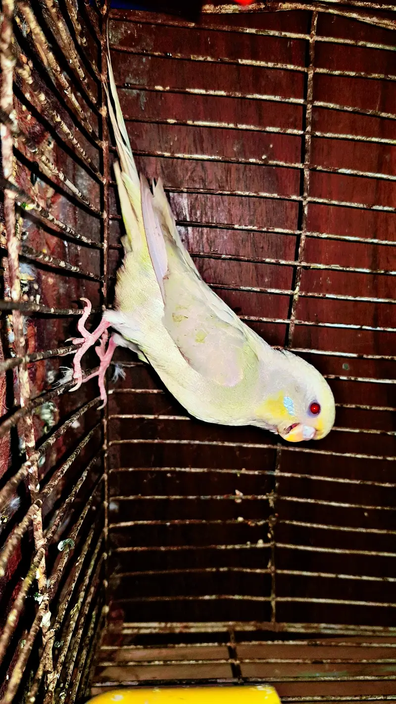 budgerigar Male parrot — photo 2