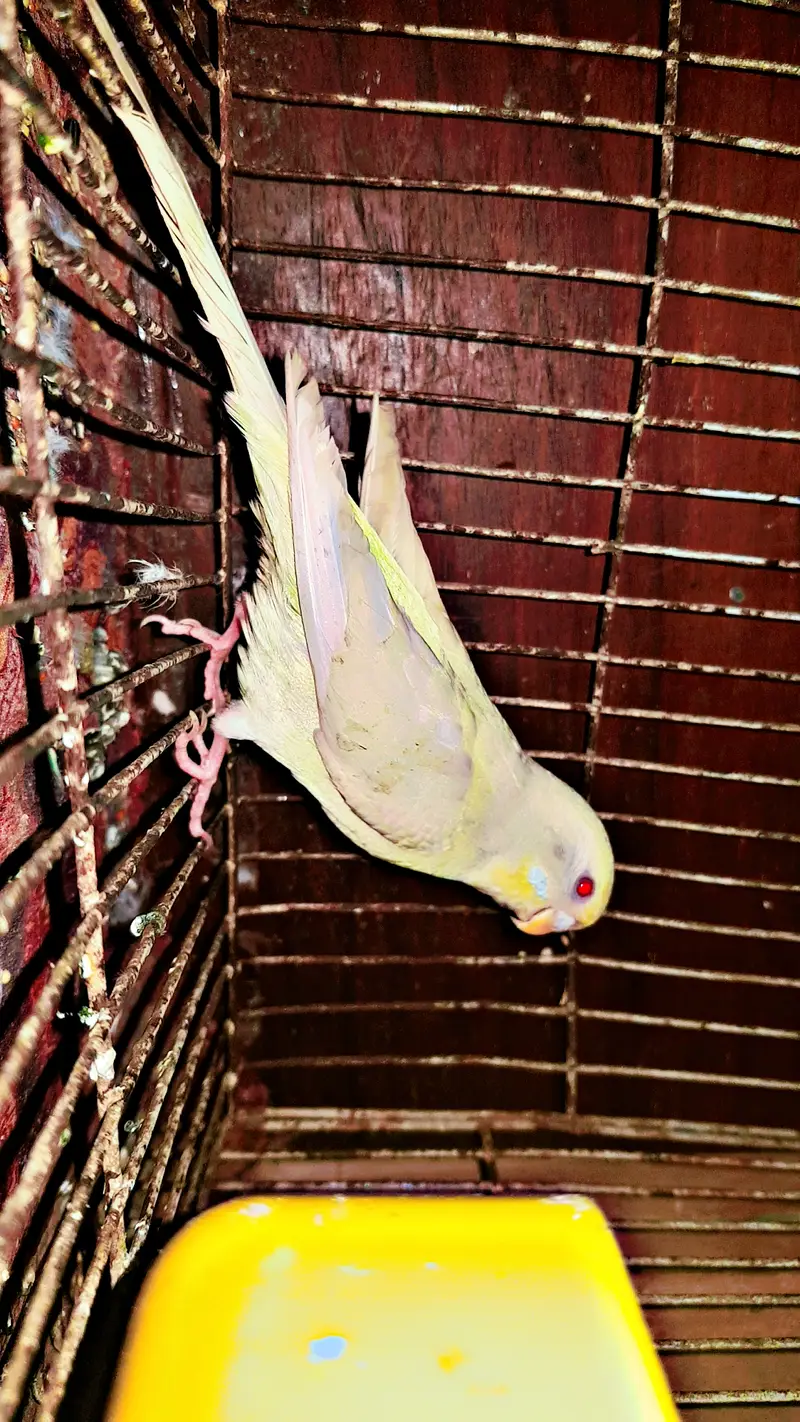 budgerigar Male parrot — photo 4