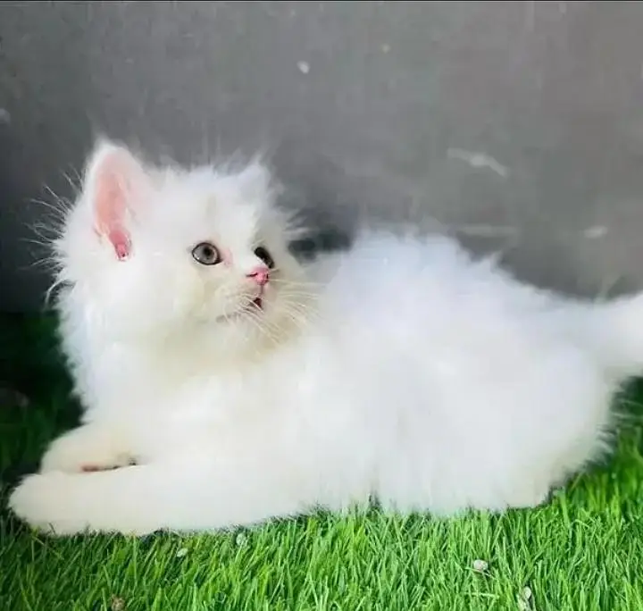 (Persian female kitten) (for sale all) (Pakistan delivery available) — photo 3