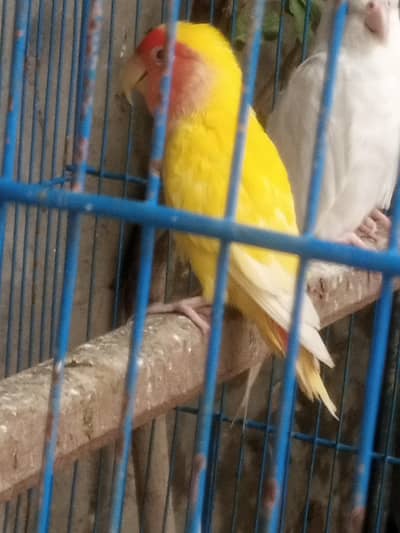 love bird male for sale best piece