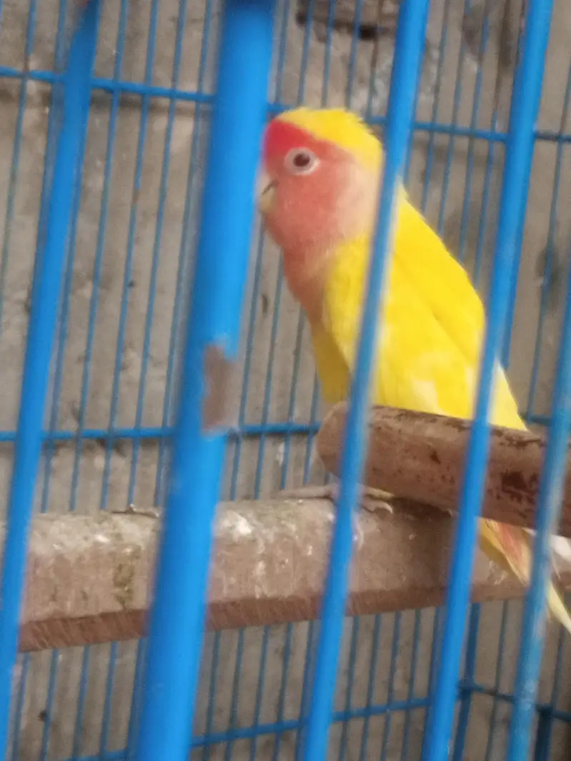 love bird male for sale best piece — photo 2