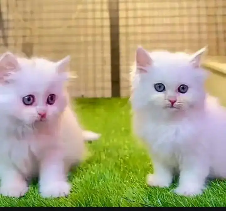 (Persian female kitten) (for sale all) (Pakistan delivery available) — photo 5