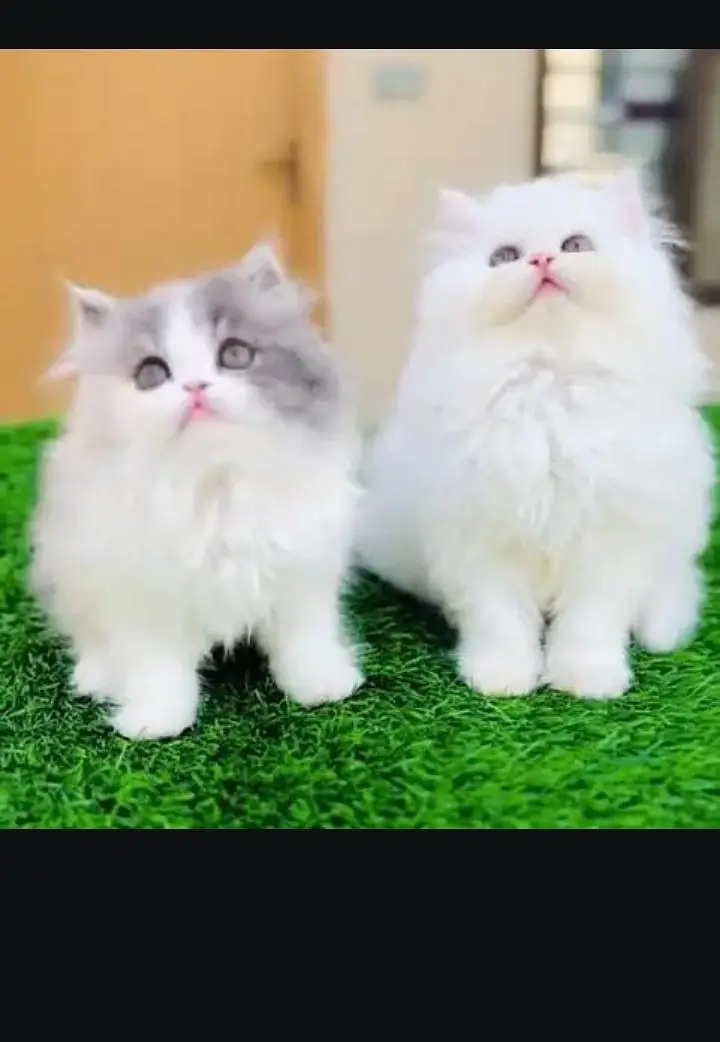 (Persian female kitten) (for sale all) (Pakistan delivery available) — photo 6