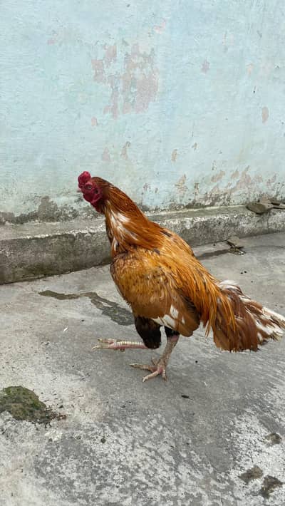 aseel hen