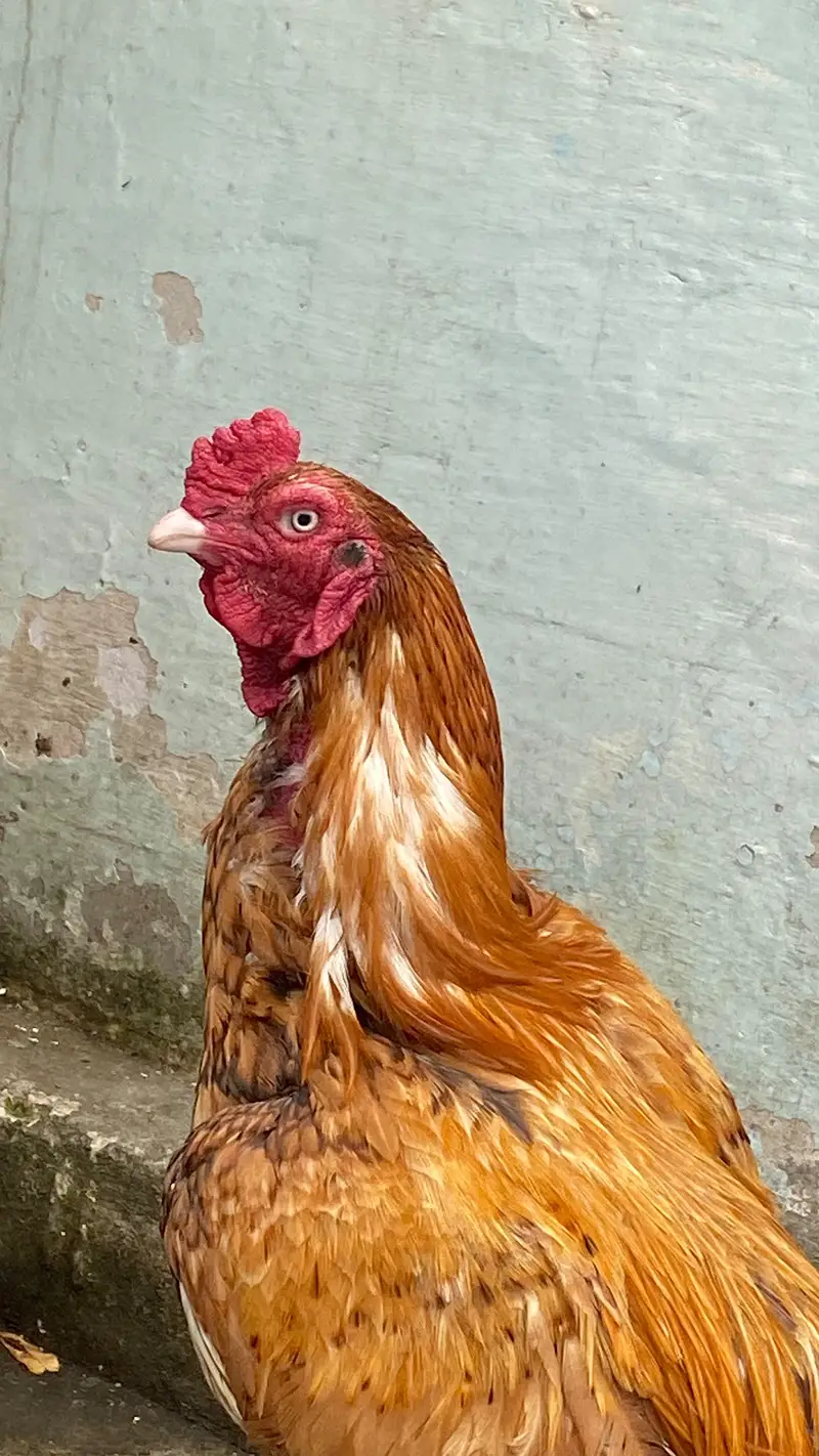 aseel hen — photo 2
