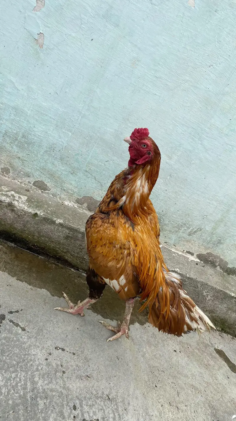 aseel hen — photo 3
