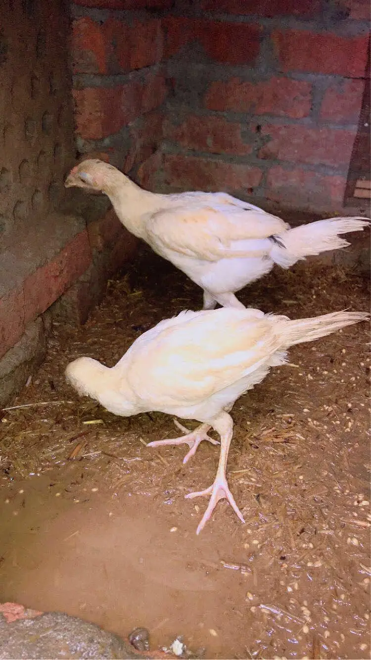 aseel — photo 2