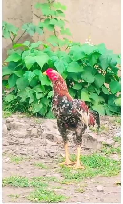 Cheena murgha available for sale
