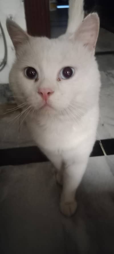 cat for sale