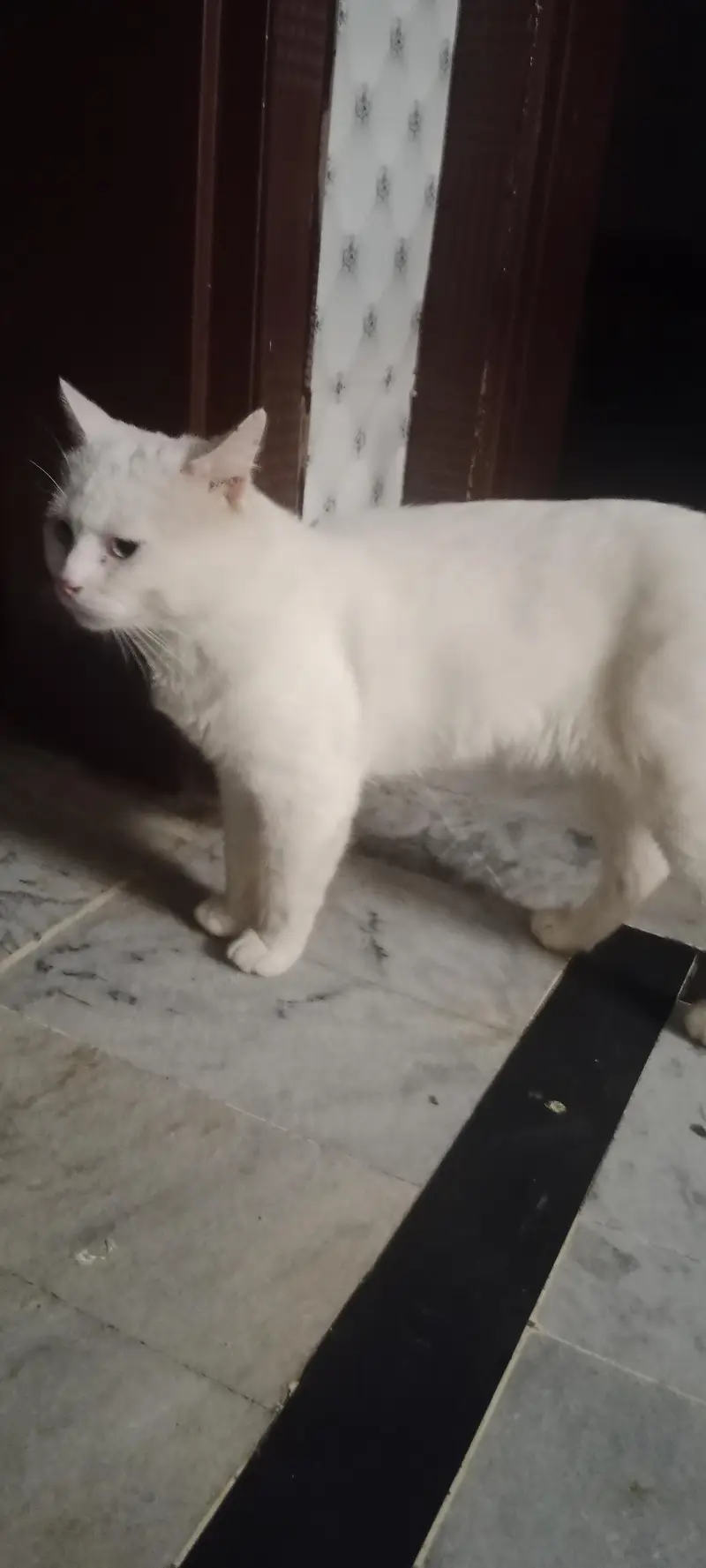 cat for sale — photo 2