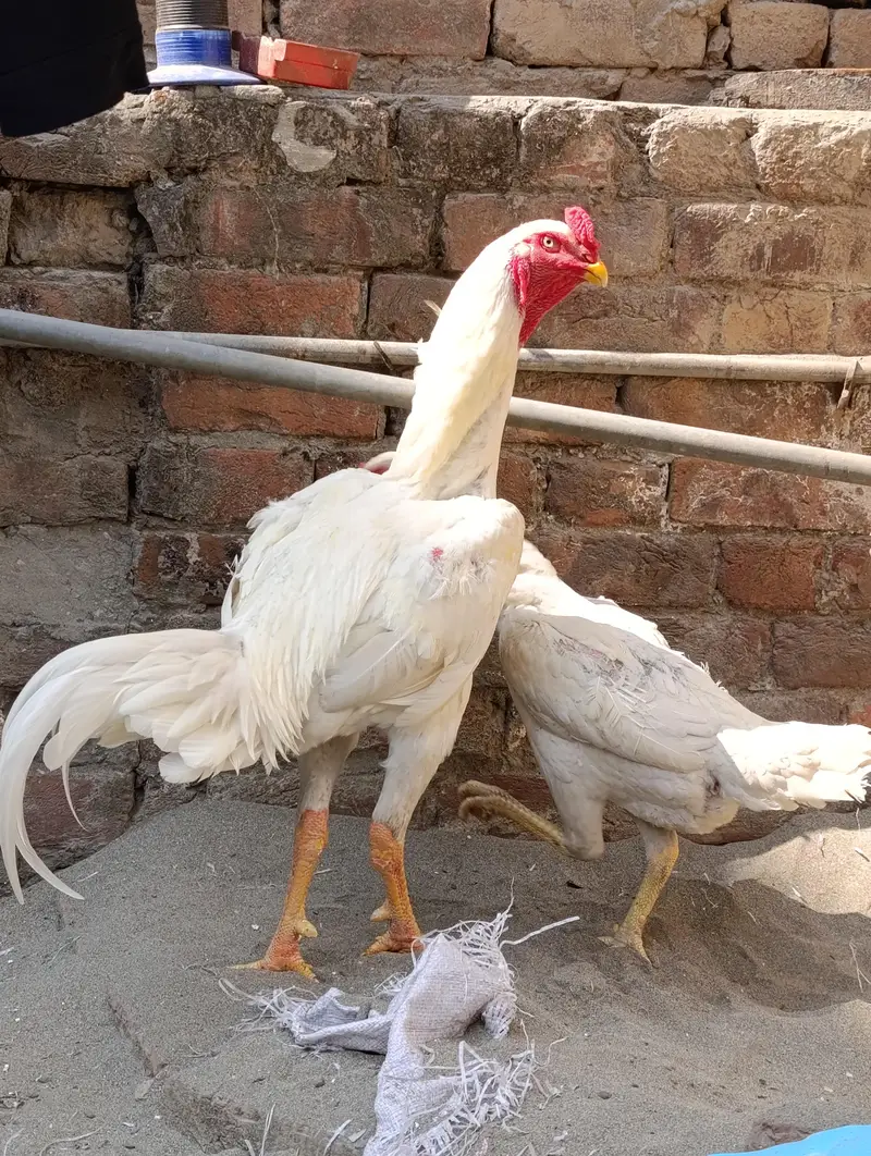 White O shamo breeder pair — photo 2