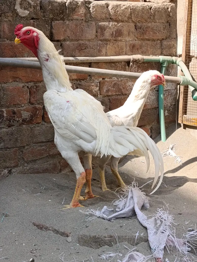 White O shamo breeder pair — photo 3