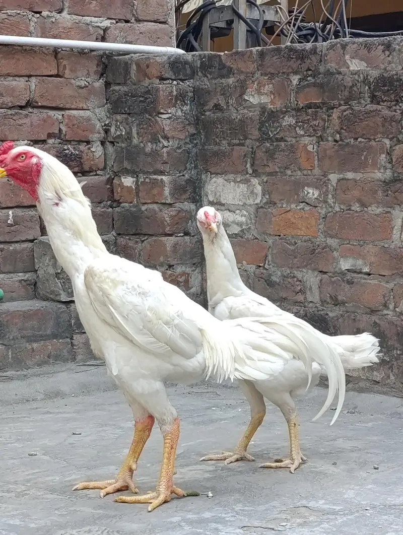 White O shamo breeder pair — photo 4