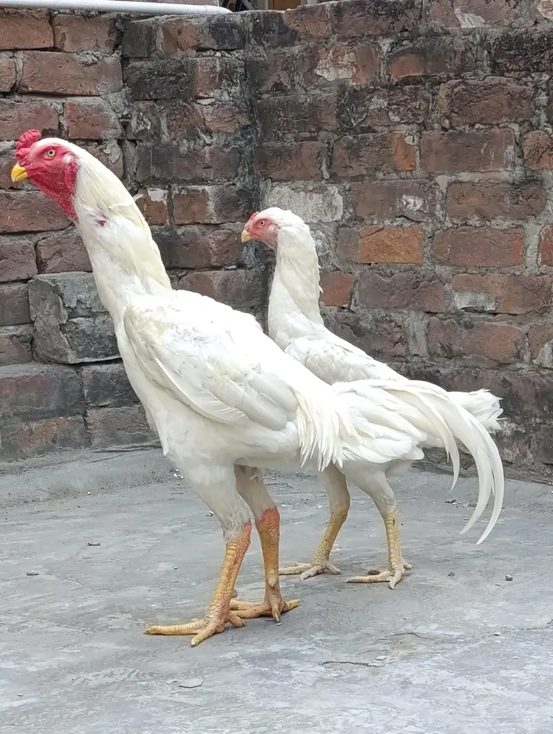White O shamo breeder pair — photo 5