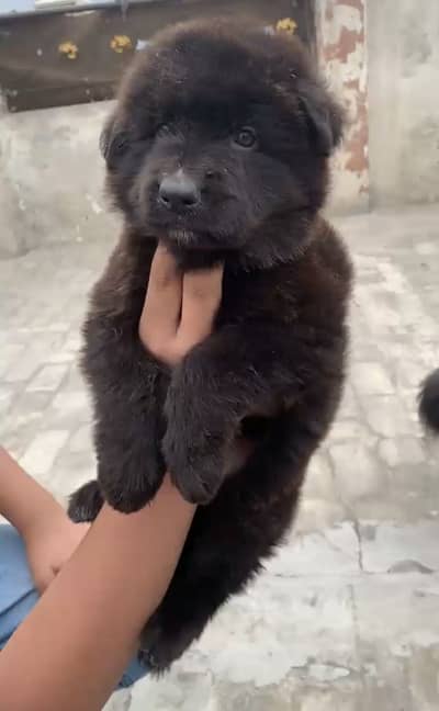 original german shepherd pink padigree puppys