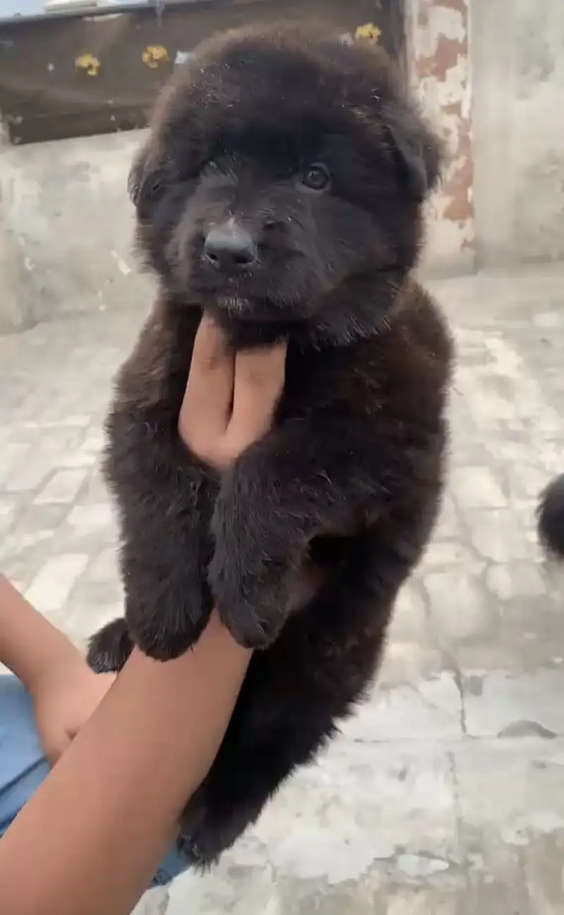 original german shepherd pink padigree puppys