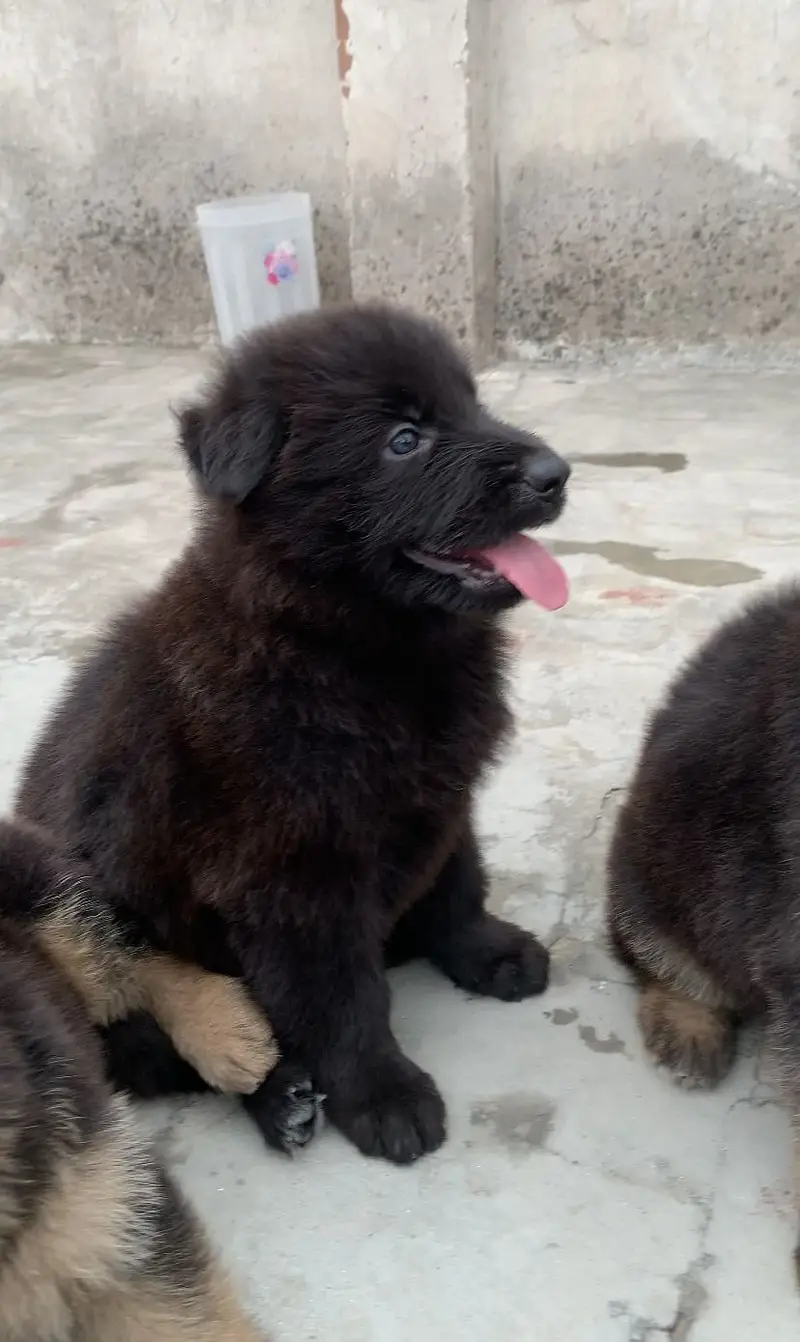 original german shepherd pink padigree puppys — photo 4