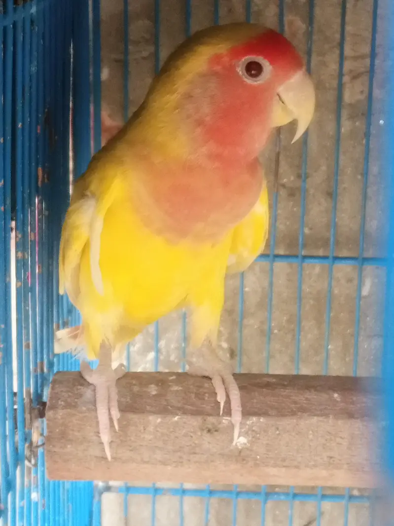 love bird male for sale best piece — photo 3