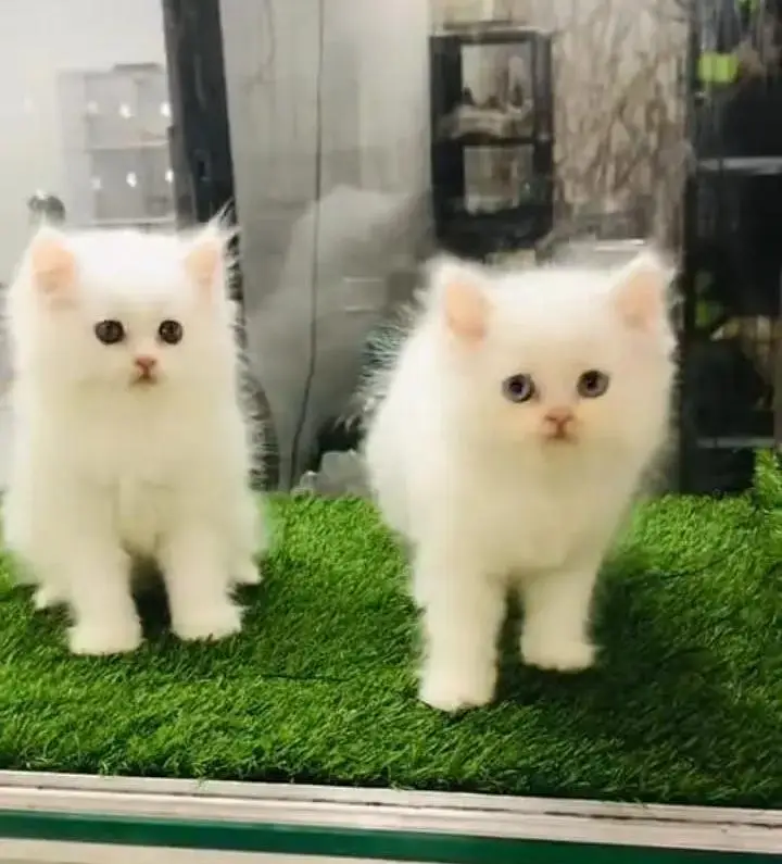 (Persian female kitten) (for sale all) (Pakistan delivery available) — photo 2