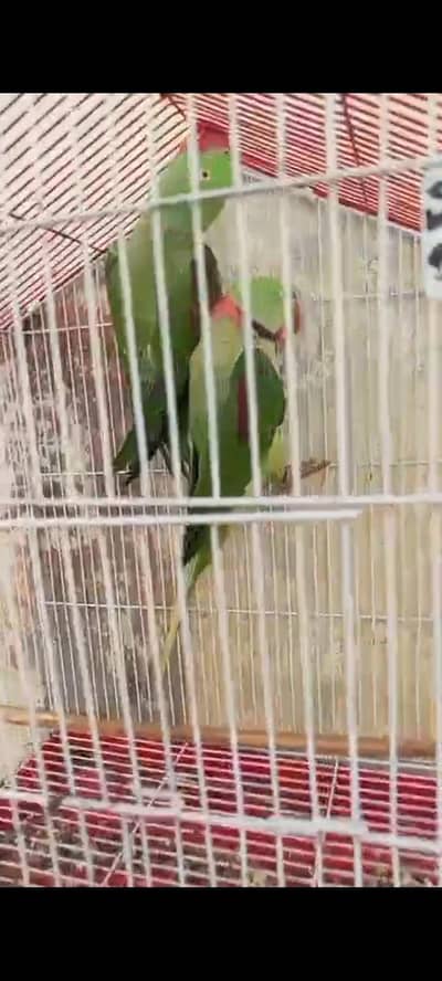raw parrot
