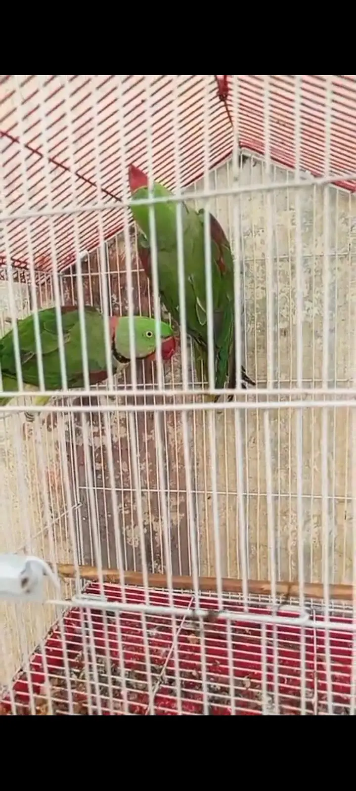 raw parrot — photo 2