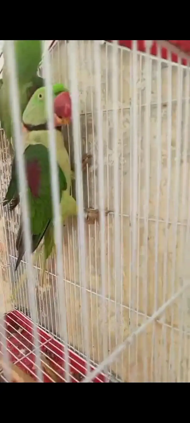 raw parrot — photo 3