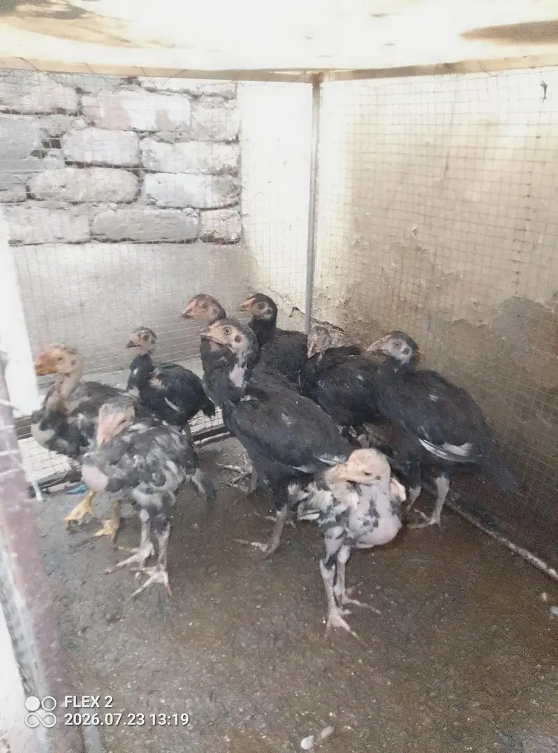 aseel black lasani — photo 2