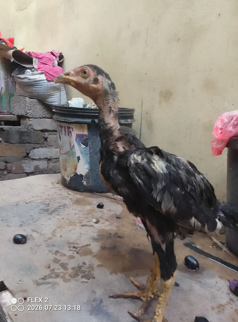 aseel black lasani — photo 3
