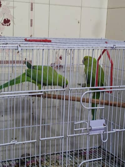 ringneck parrots