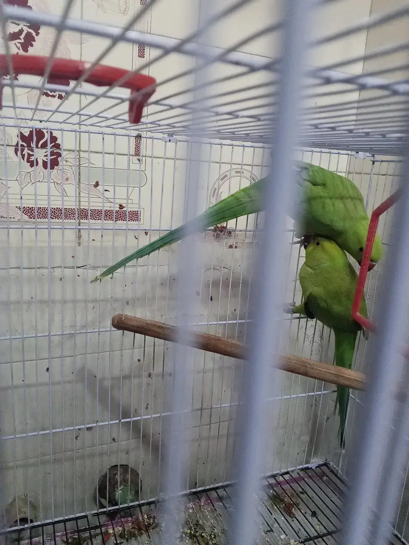 ringneck parrots — photo 2