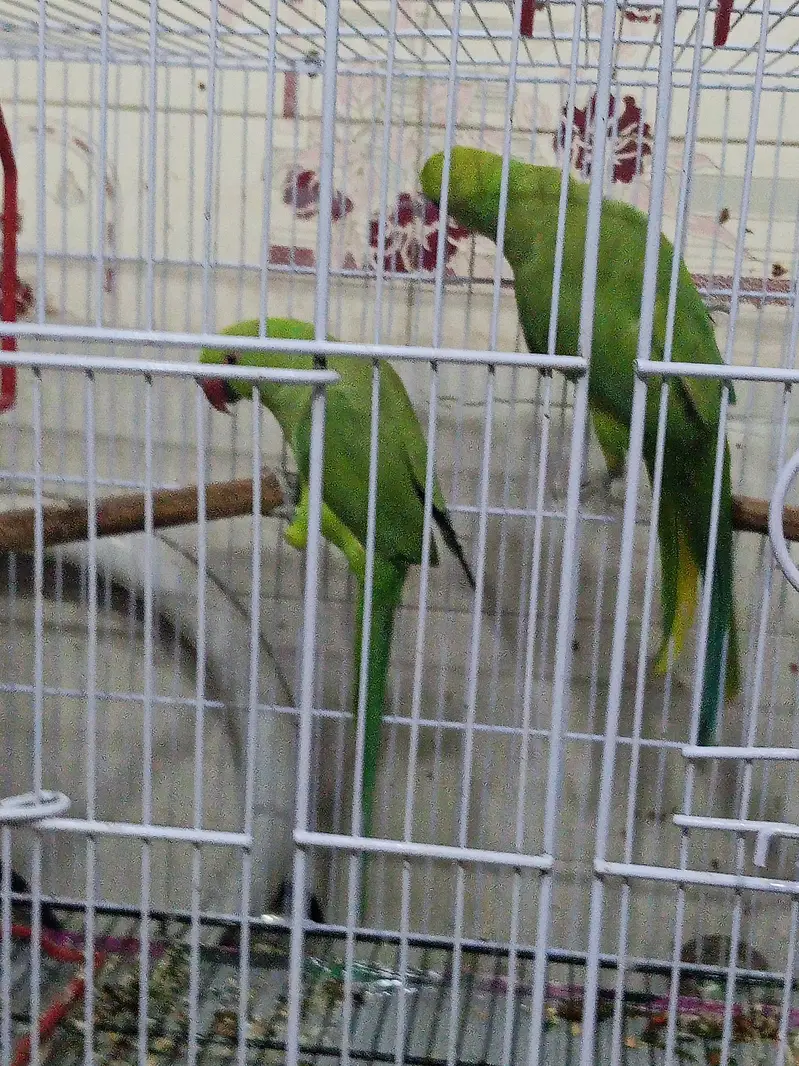 ringneck parrots — photo 3