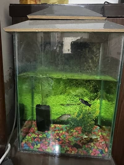 2 Aquarium and 6 molly fishes