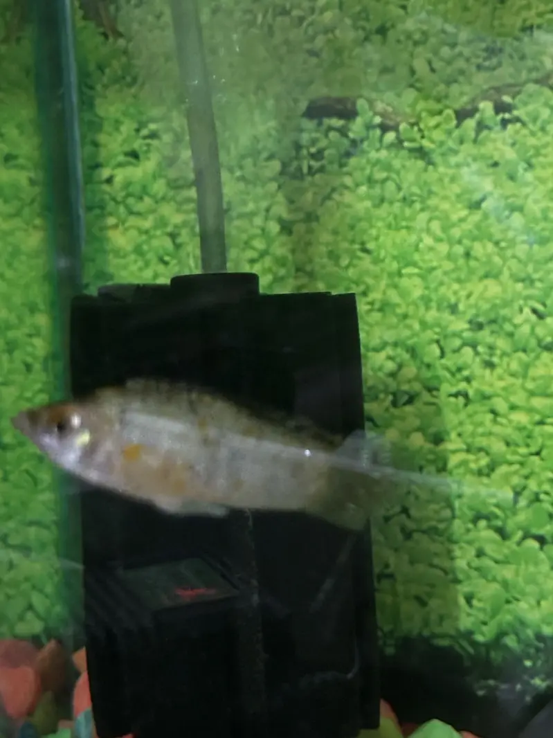 2 Aquarium and 6 molly fishes — photo 2