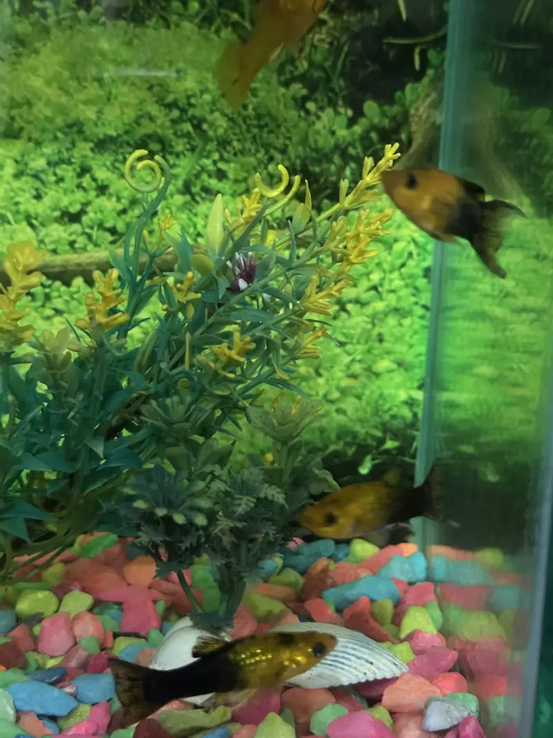 2 Aquarium and 6 molly fishes — photo 3