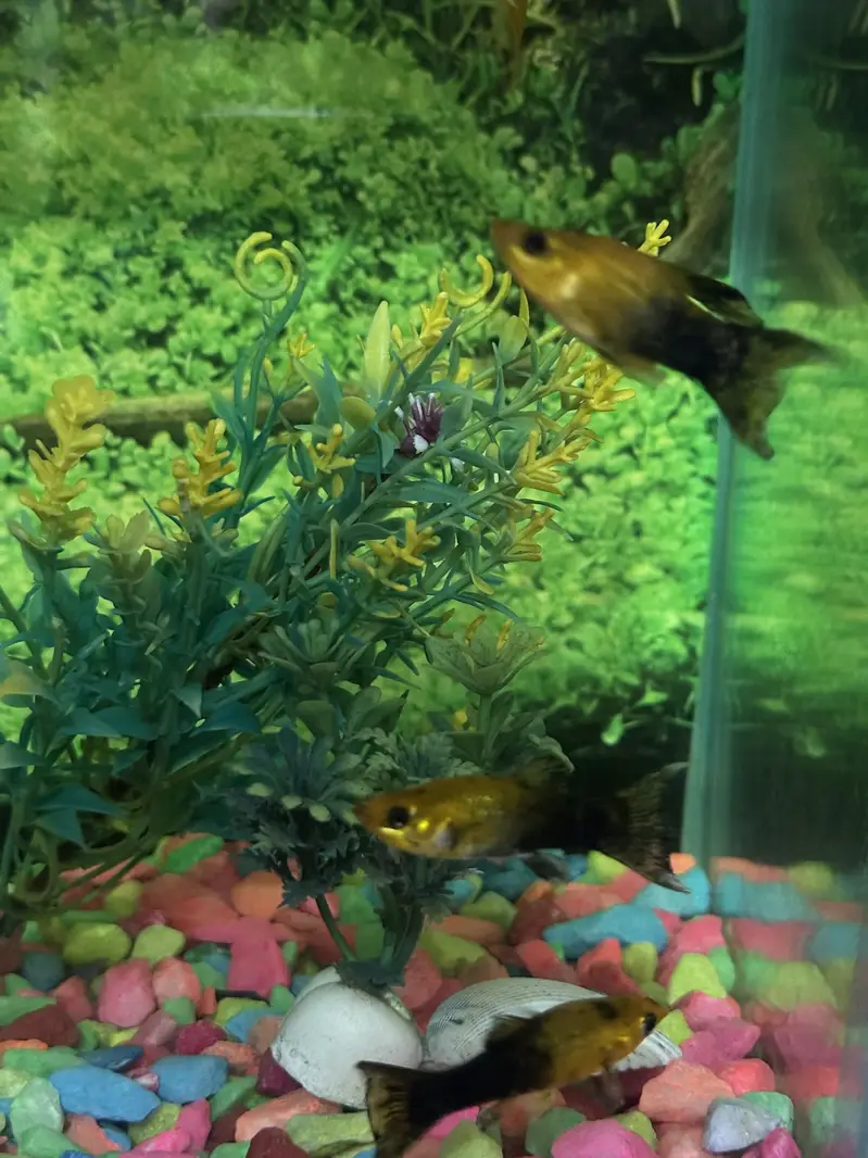 2 Aquarium and 6 molly fishes — photo 4