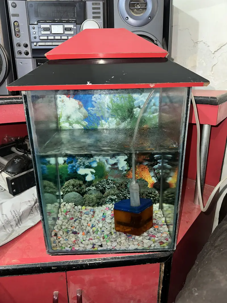 2 Aquarium and 6 molly fishes — photo 5