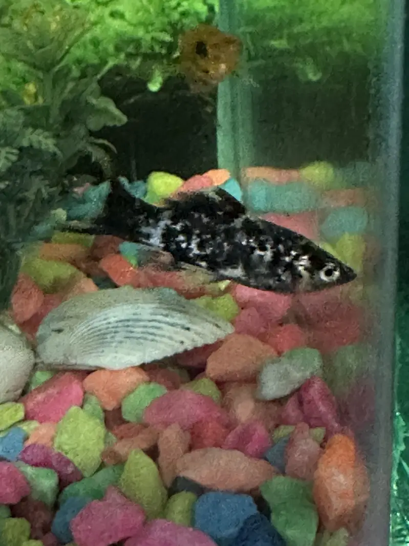 2 Aquarium and 6 molly fishes — photo 6