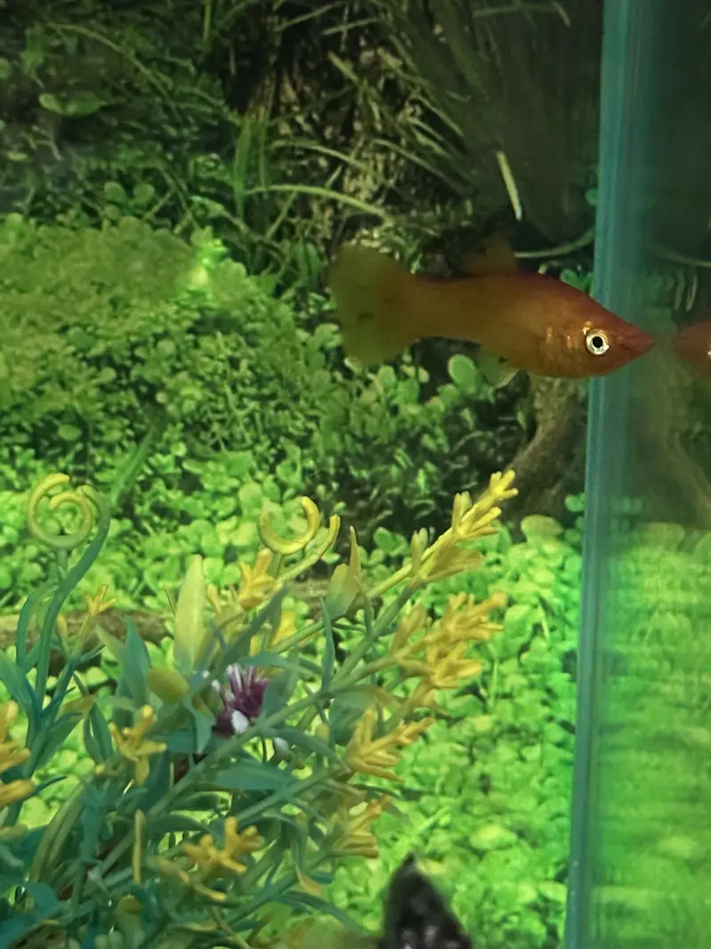 2 Aquarium and 6 molly fishes — photo 7