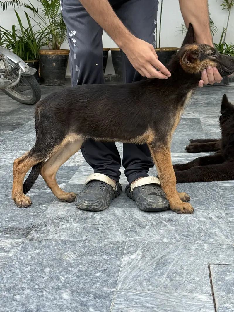 German shepherd/Stock Coat/ Quality Pup/ Male/ Non pedigreed — photo 2