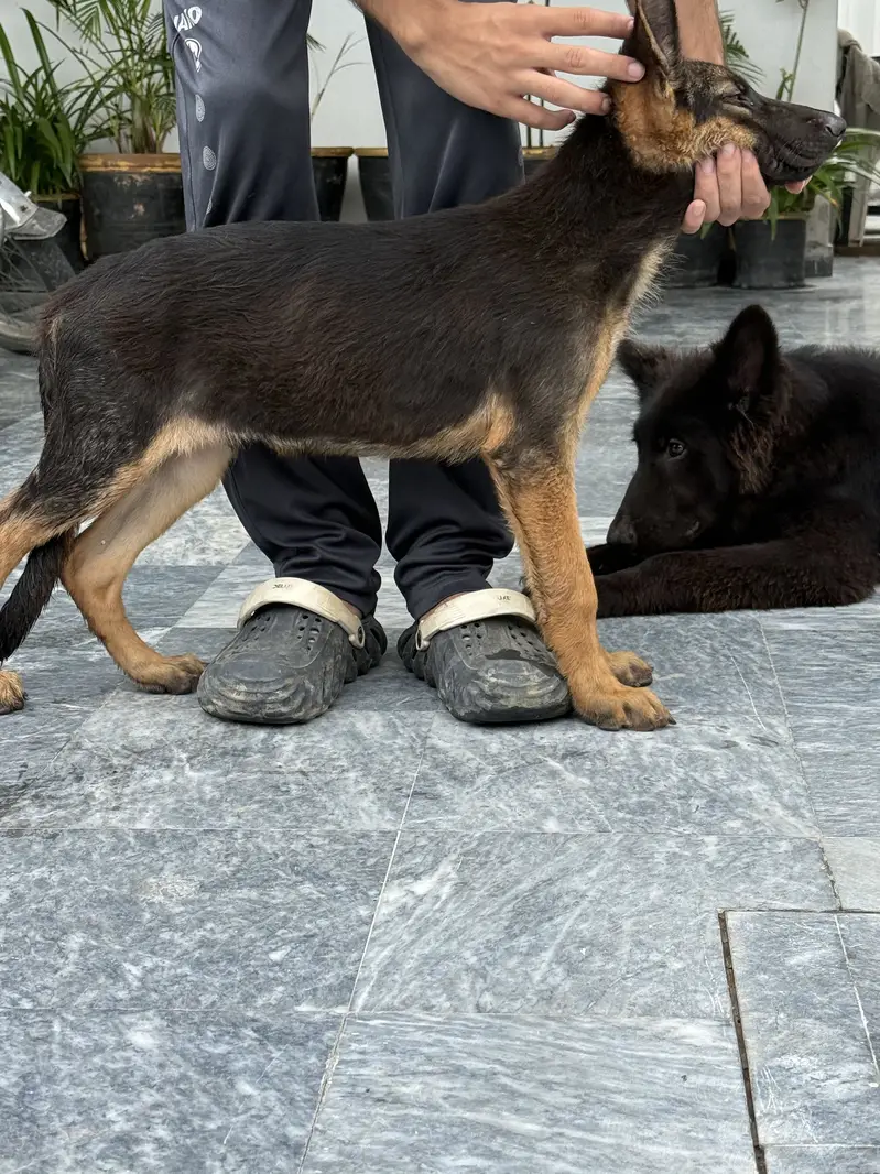 German shepherd/Stock Coat/ Quality Pup/ Male/ Non pedigreed — photo 4