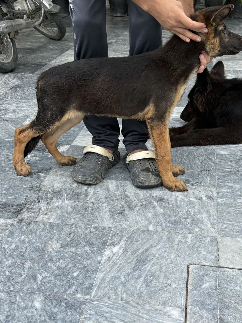 German shepherd/Stock Coat/ Quality Pup/ Male/ Non pedigreed — photo 5