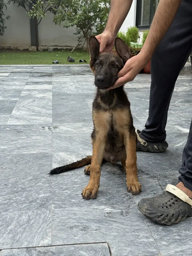 German shepherd/Stock Coat/ Quality Pup/ Male/ Non pedigreed — photo 6